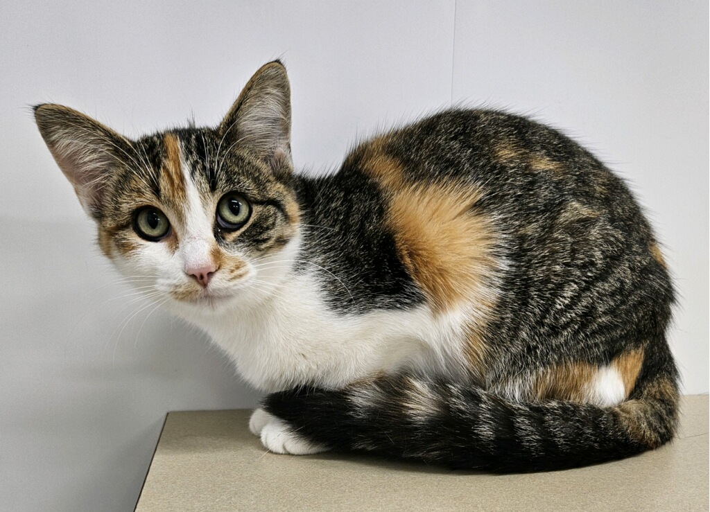 Enlarge Larissa, a Adoptable Domestic Short Hair in Richland Center, WI image 5/5