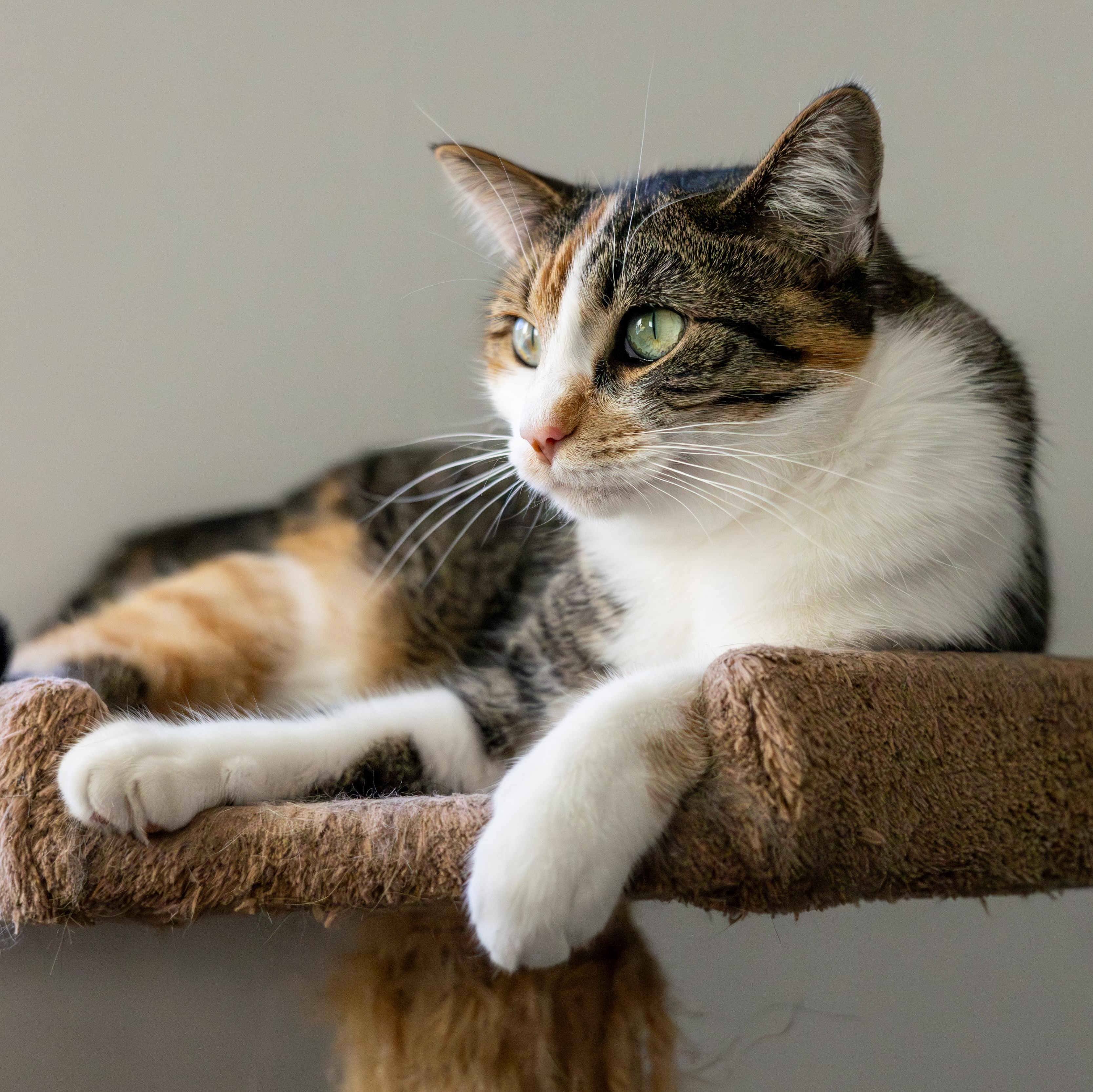 Enlarge Larissa, a Adoptable Domestic Short Hair in Richland Center, WI image 4/5