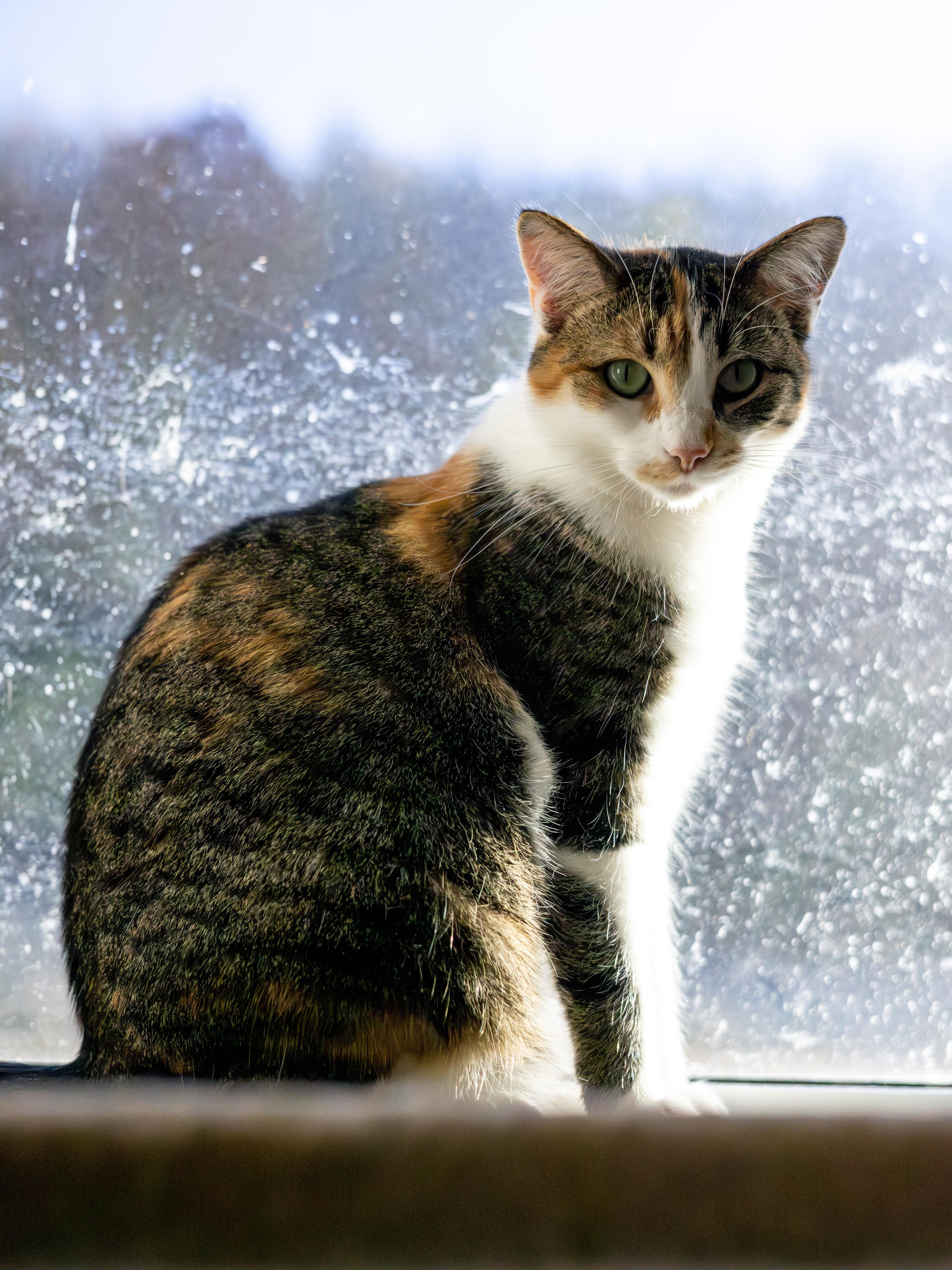 Larissa, Adoptable, Young Female Domestic Short Hair.