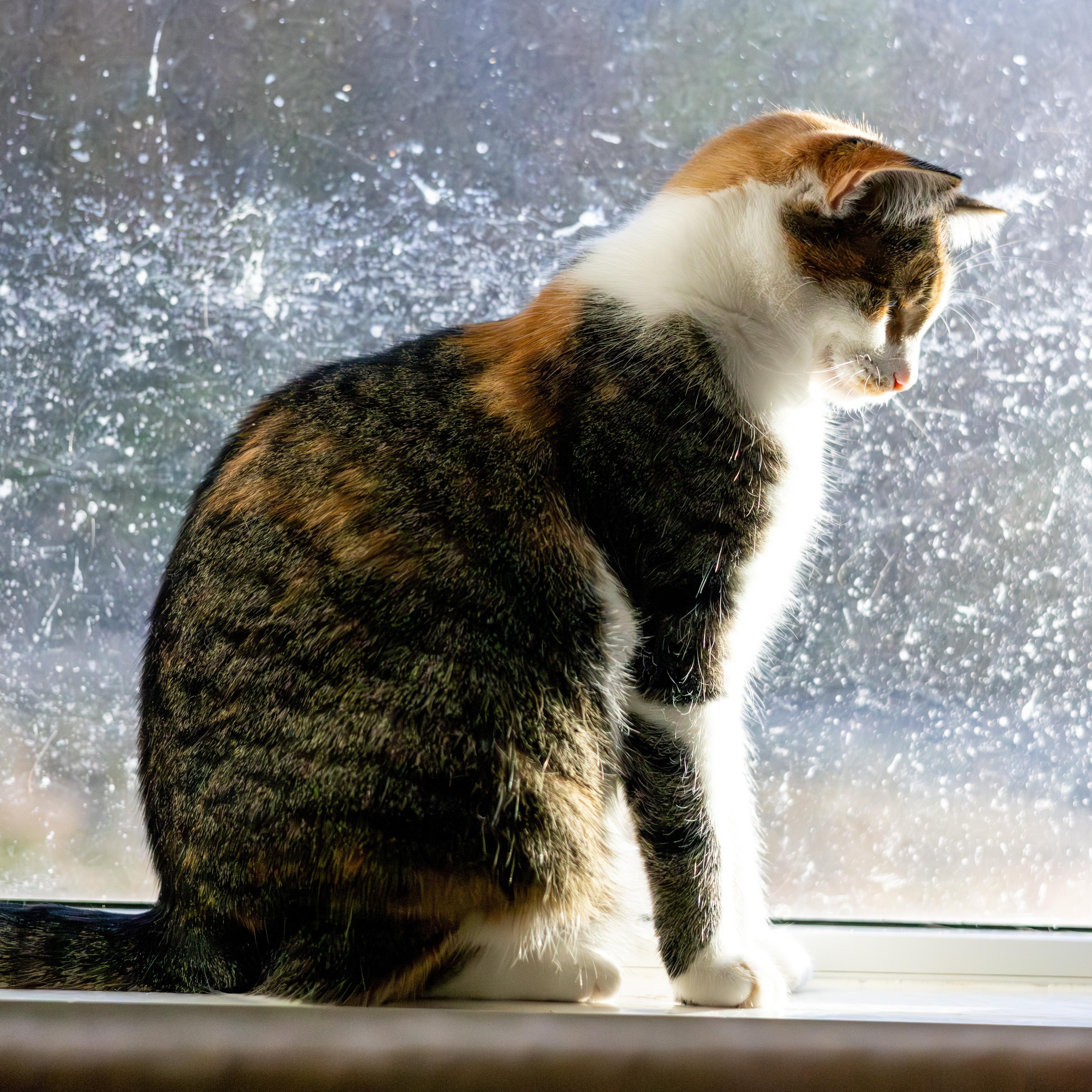 Enlarge Larissa, a Adoptable Domestic Short Hair in Richland Center, WI image 3/5