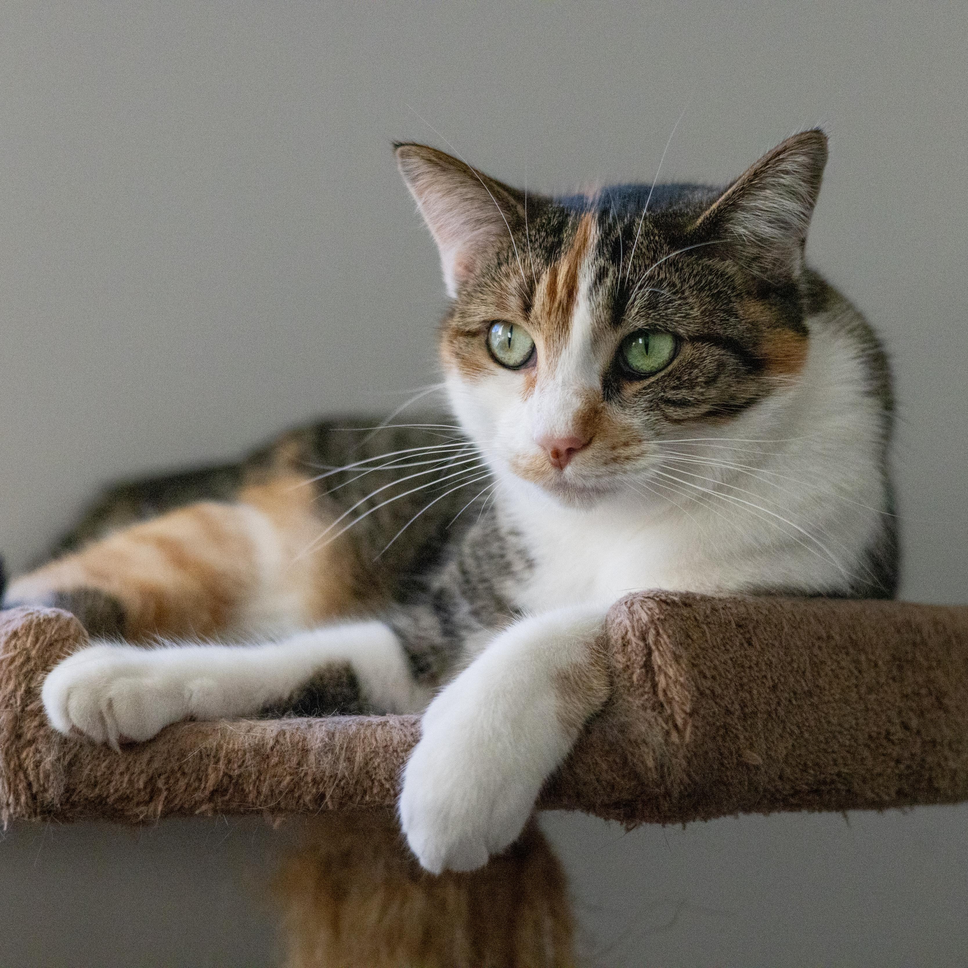Enlarge Larissa, a Adoptable Domestic Short Hair in Richland Center, WI image 2/5