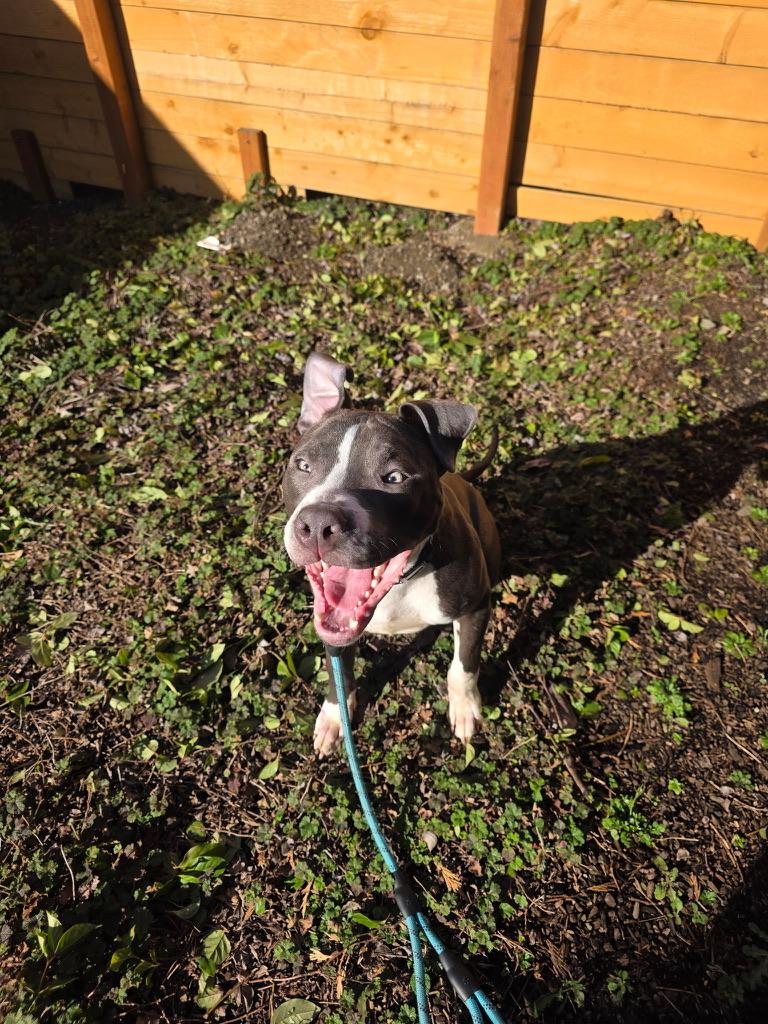 Enlarge Levi , an adopted mixed breed in Portland, OR image 2/6