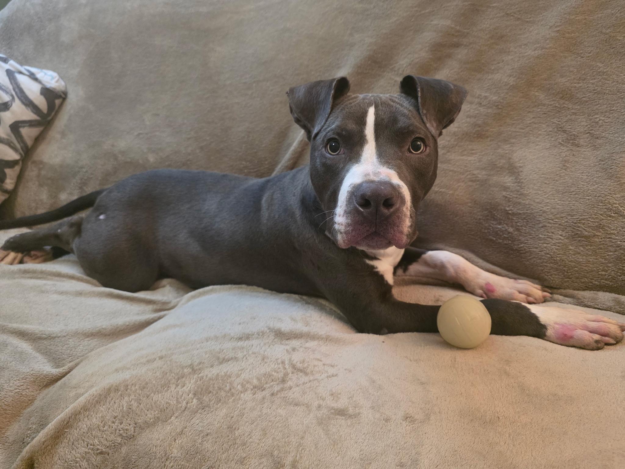 Enlarge Levi , an adopted mixed breed in Portland, OR image 4/6