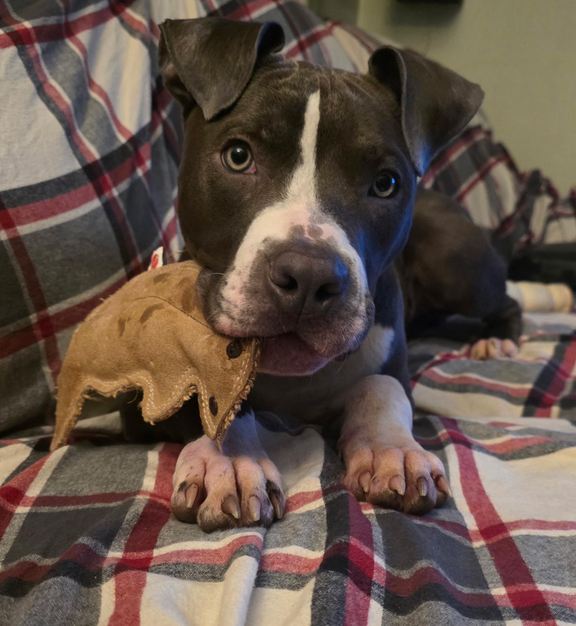 Enlarge Levi , an adopted mixed breed in Portland, OR image 3/6