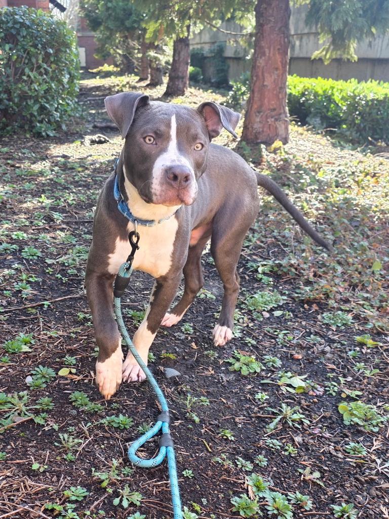 Levi , adopted, Young Male Pit Bull Terrier.
