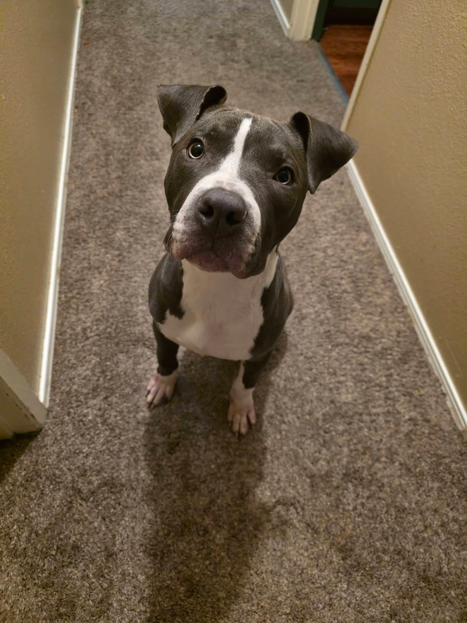 Enlarge Levi , an adopted mixed breed in Portland, OR image 5/6