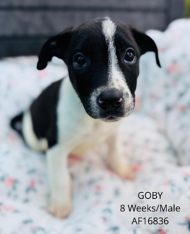 Goby, Adoptable, Young Male Pit Bull Terrier.
