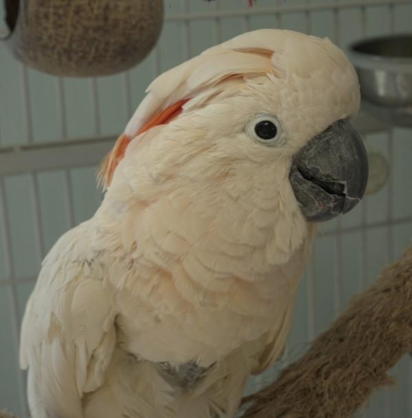 Enlarge Dusty, a Adoptable Cockatoo in Elizabeth, CO image 1/6
