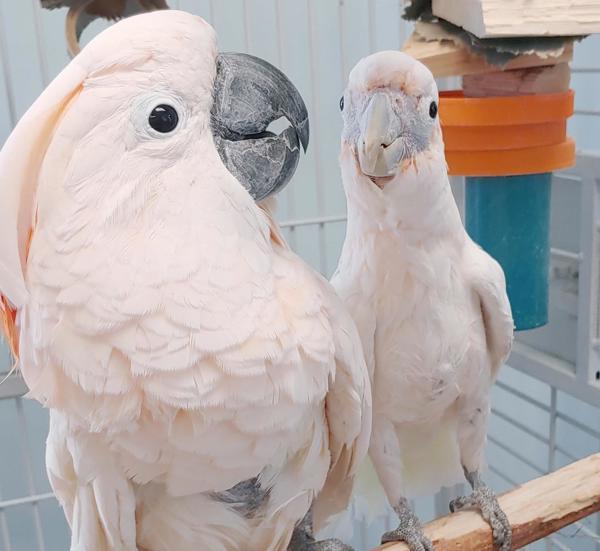 Enlarge Dusty, a Adoptable Cockatoo in Elizabeth, CO image 2/6