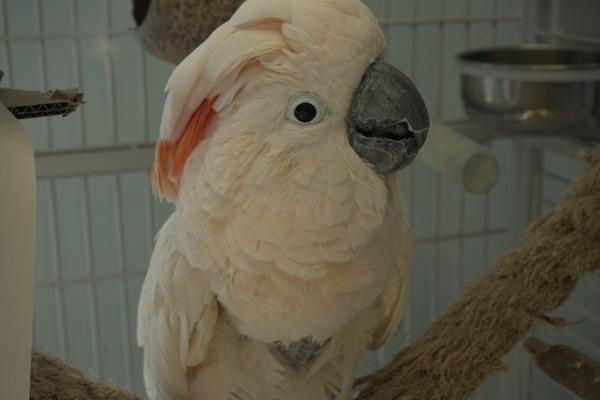 Dusty, Adoptable, Senior Female Cockatoo.