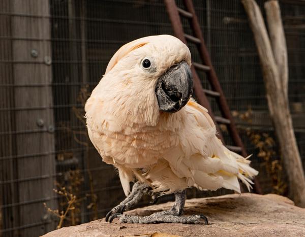 Dusty, Adoptable, Senior Female Cockatoo.