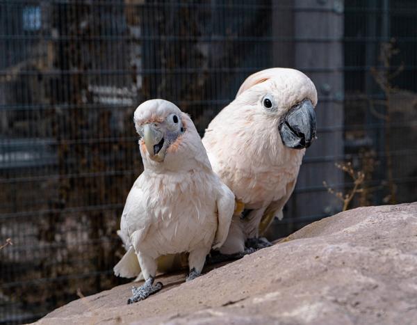 Enlarge Dusty, a Adoptable Cockatoo in Elizabeth, CO image 6/6