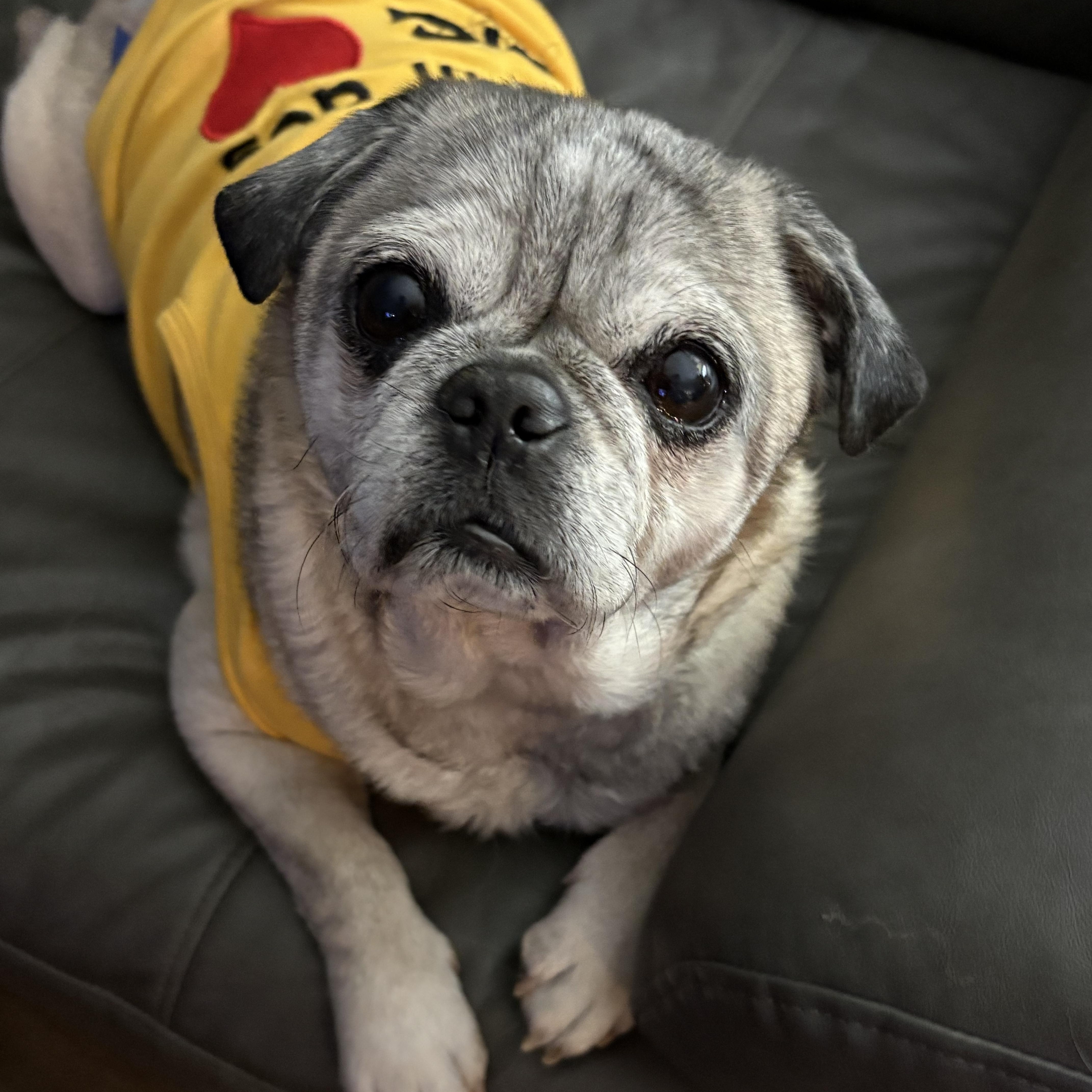 Mumford, Adoptable, Adult Male Pug.