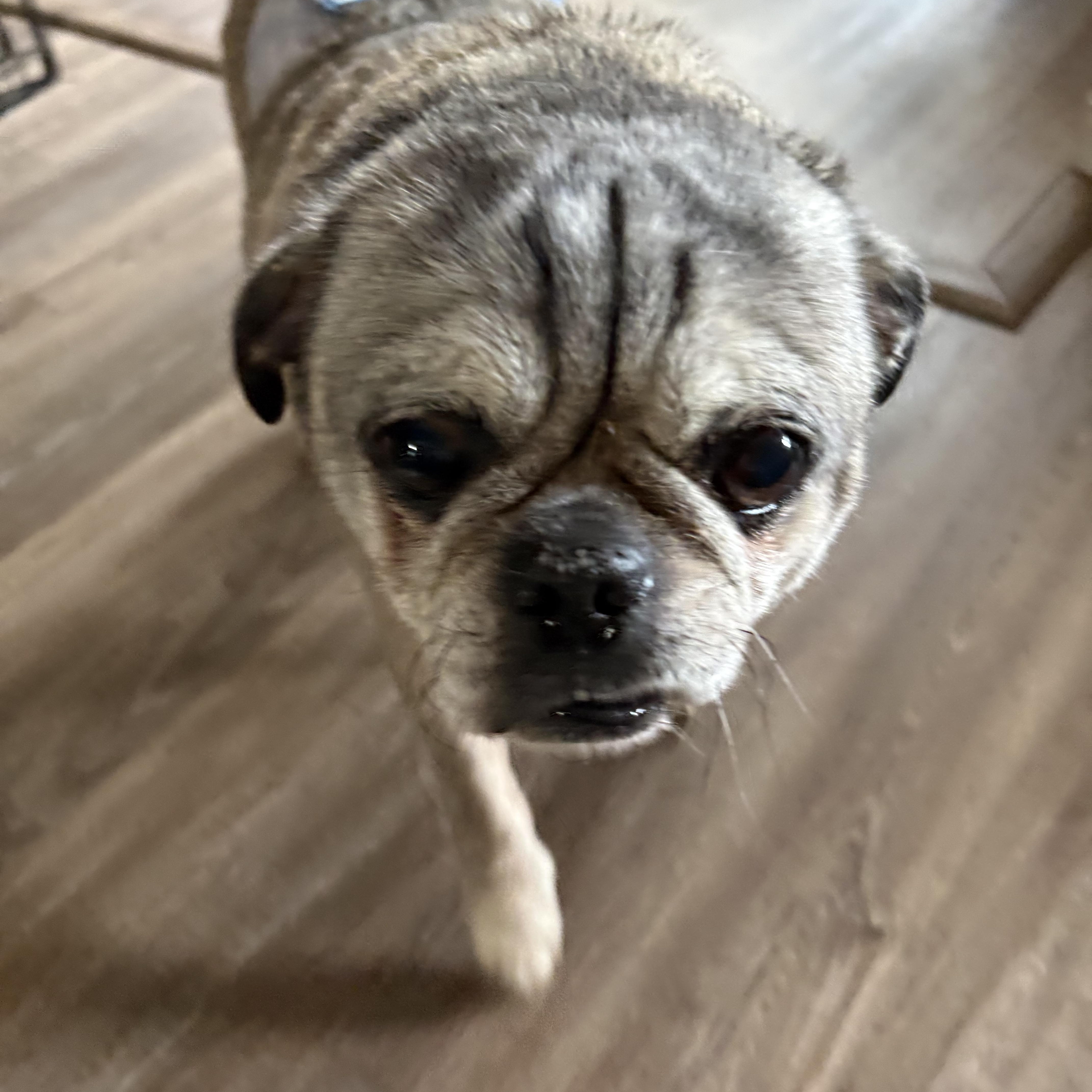 Enlarge Mumford, a Adoptable Pug in Delmar, NY image 2/4