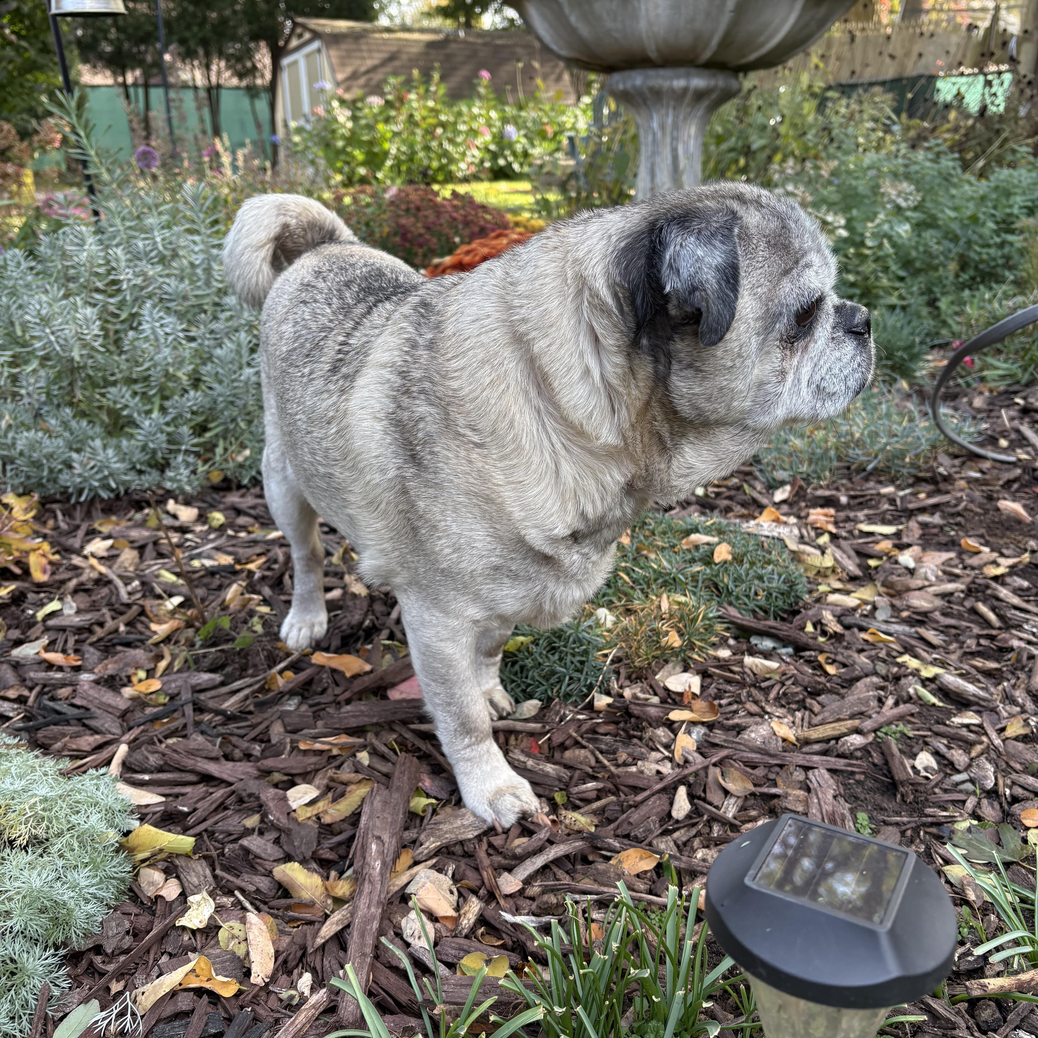 Enlarge Mumford, a Adoptable Pug in Delmar, NY image 4/4