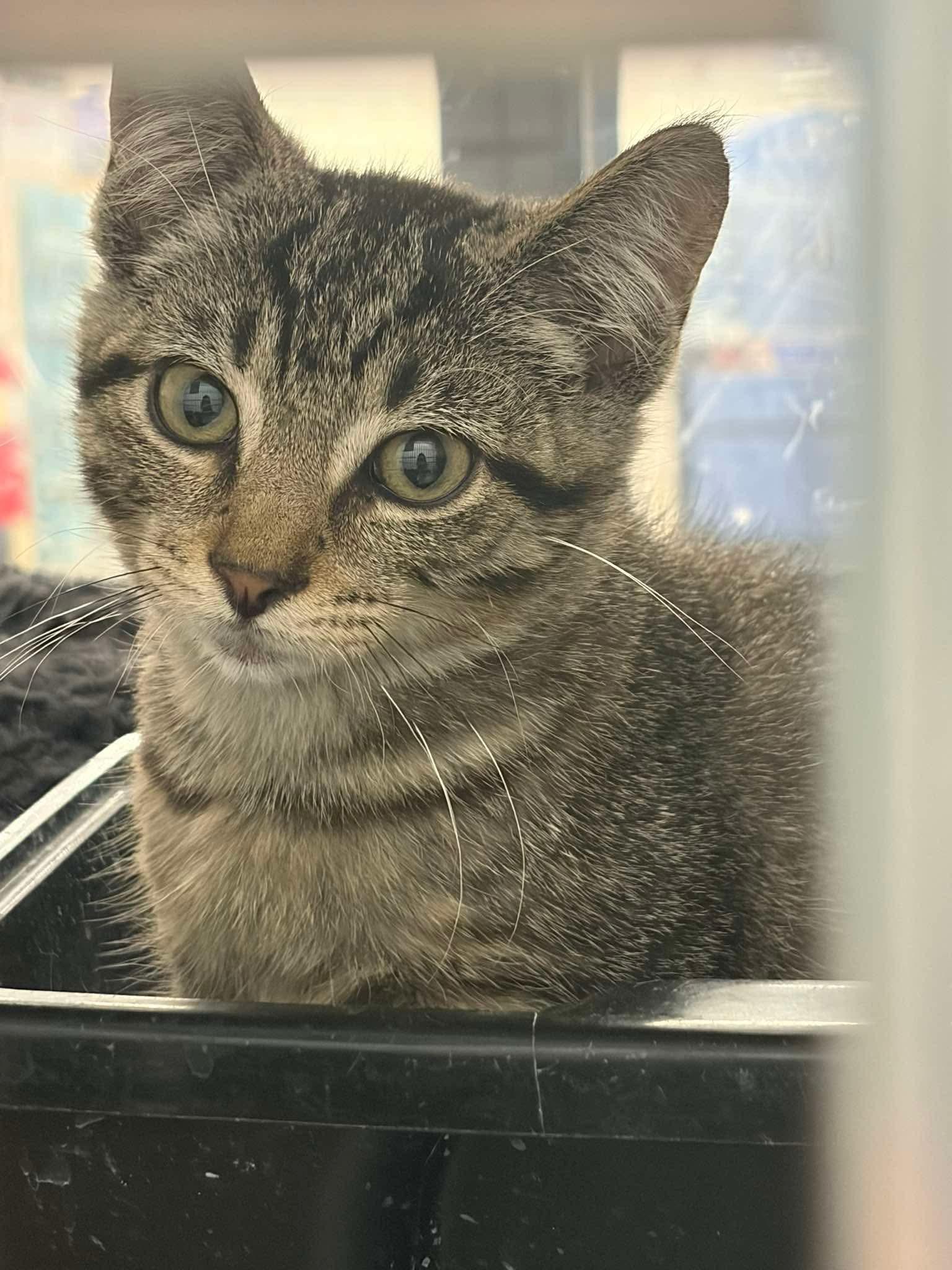 Enlarge Simba, an adopted Tabby in Grove City, OH image 1/4