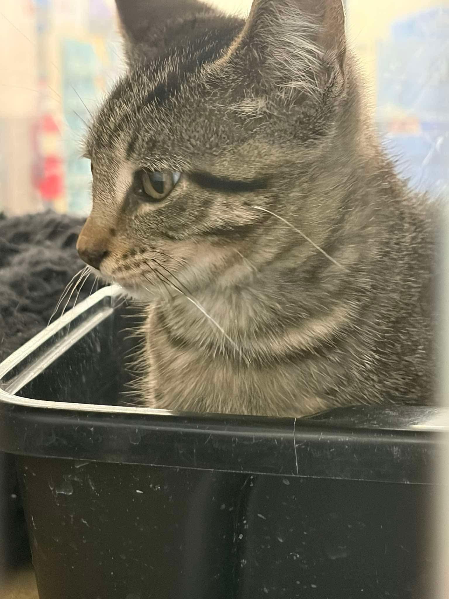 Enlarge Simba, an adopted Tabby in Grove City, OH image 3/4