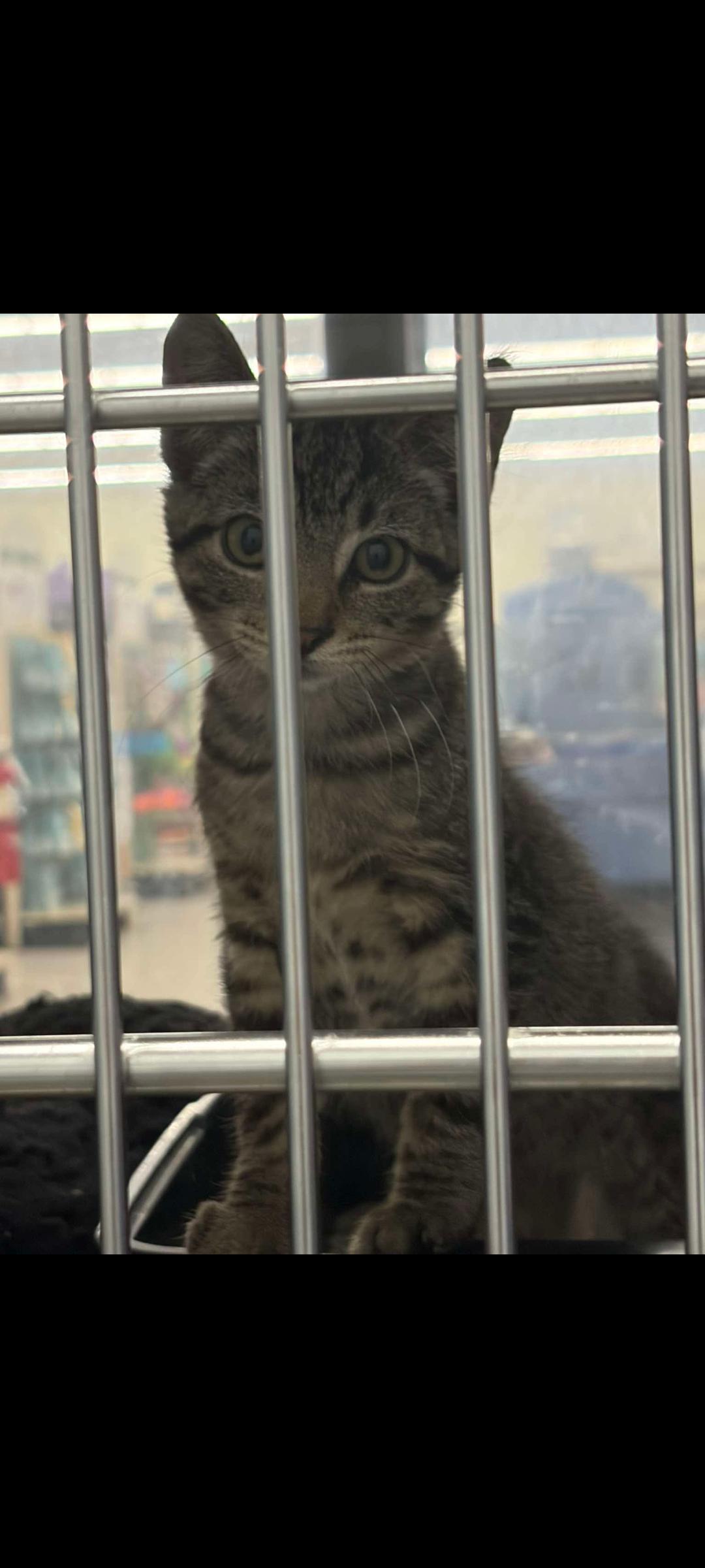 Enlarge Simba, an adopted Tabby in Grove City, OH image 2/4