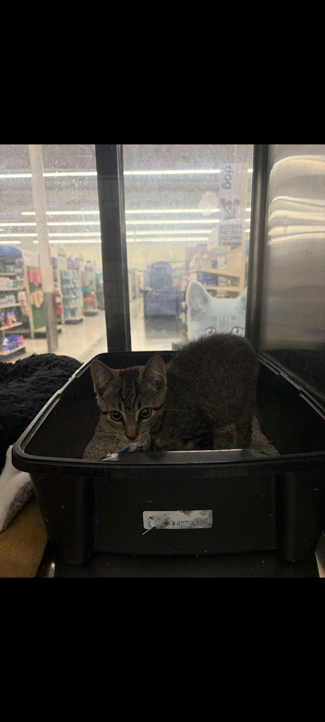 Enlarge Simba, an adopted Tabby in Grove City, OH image 4/4
