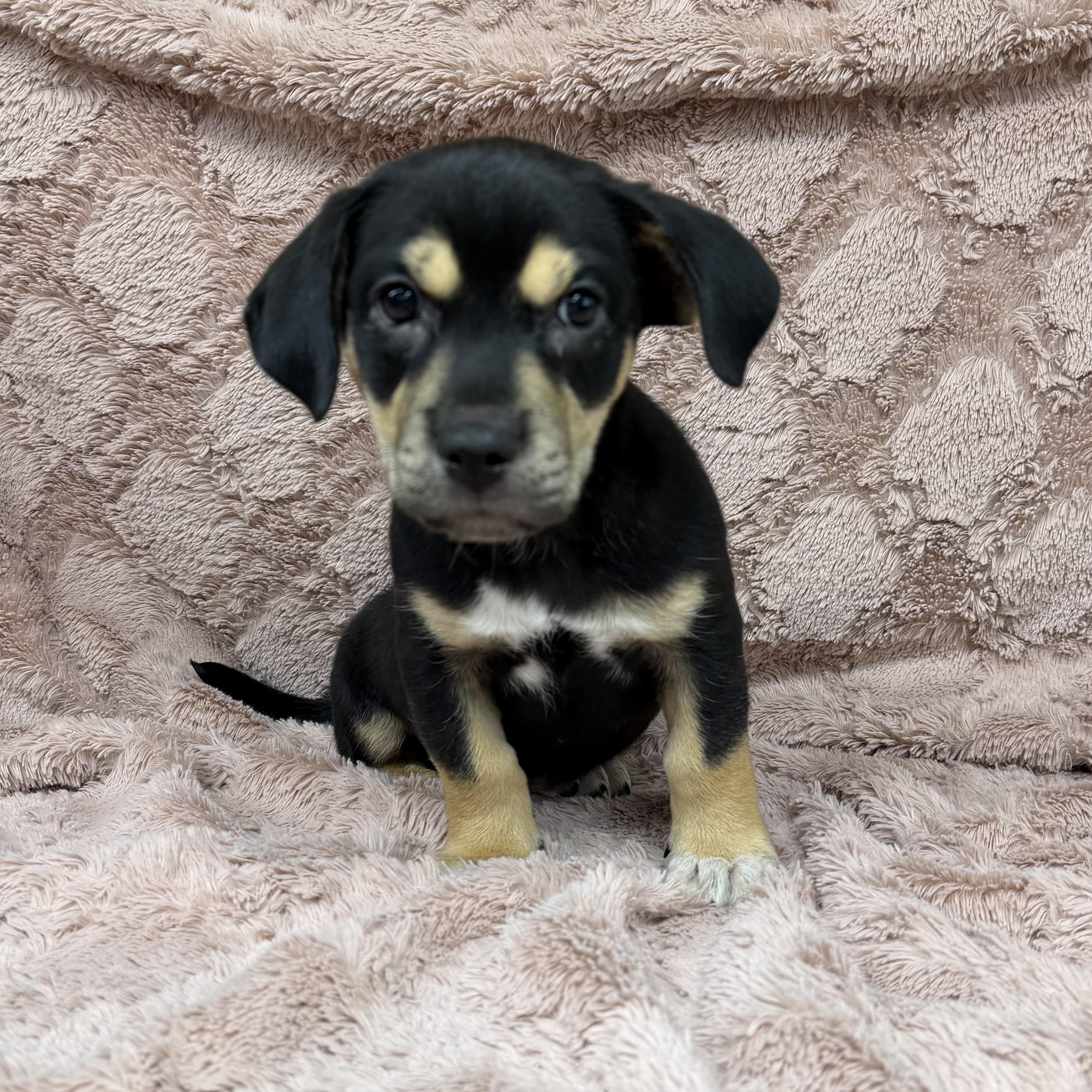 Boo, adopted, Puppy Male Mixed Breed.