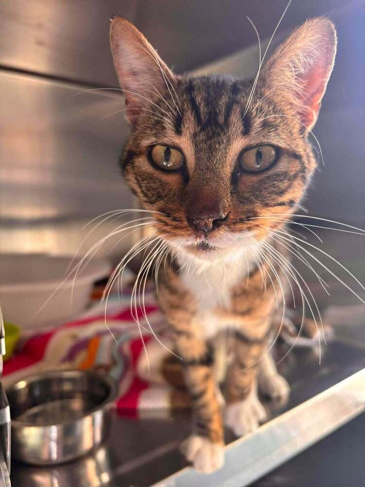 Enlarge Spoon, a Adoptable Domestic Short Hair in Statesboro, GA image 1/3