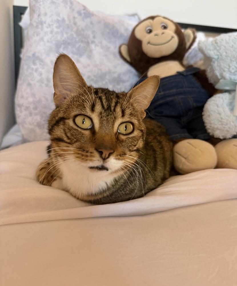 Enlarge Spoon, a Adoptable Domestic Short Hair in Statesboro, GA image 2/3