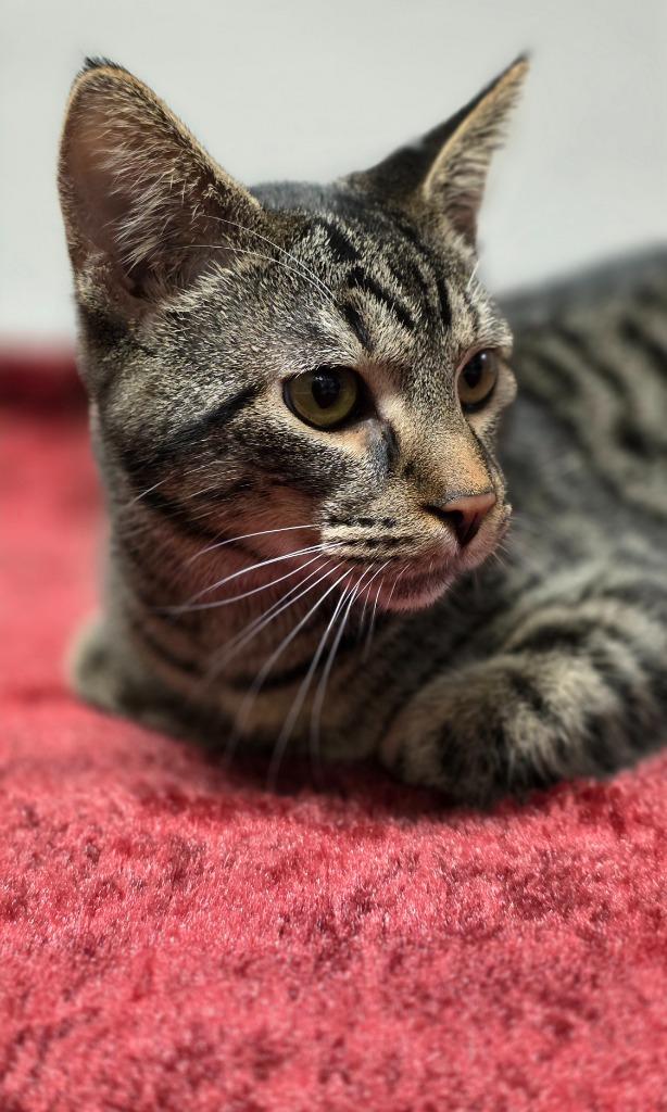 Enlarge Diego, a Adoptable mixed breed in Huntington, IN image 1/1