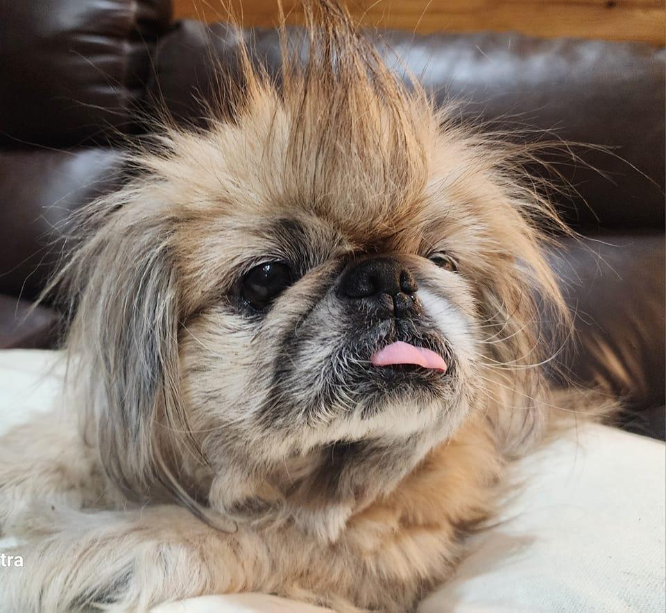 Enlarge Millie Peke, a Adopted Pekingese in Cuba, NY image 1/1
