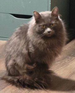 Olive, an adoptable Domestic Long Hair in Wasilla, AK, 99654 | Photo Image 1