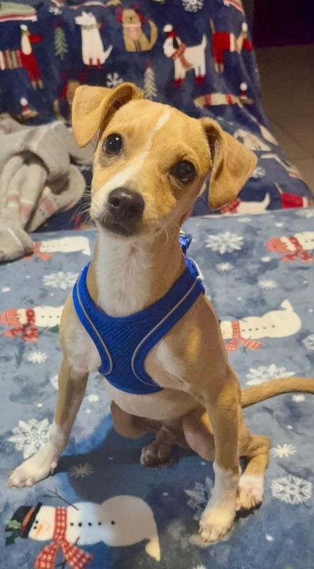 Enlarge Timmy, a ADOPTABLE mixed breed in Oceanside, CA image 1/3