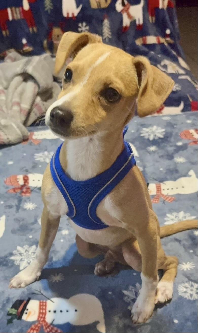 Enlarge Timmy, a ADOPTABLE mixed breed in Oceanside, CA image 3/3