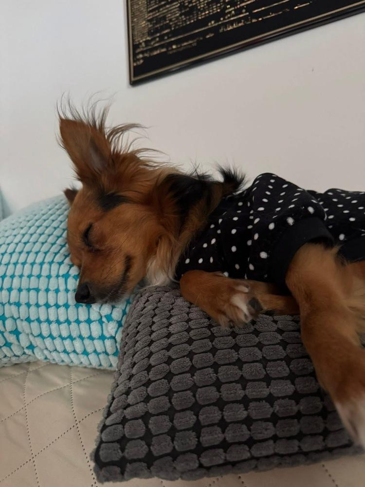 Moochie, Adoptable, Young Male Chihuahua.