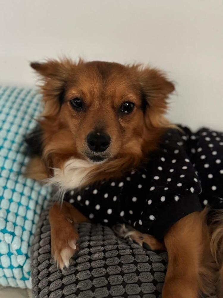 Moochie, Adoptable, Young Male Chihuahua.