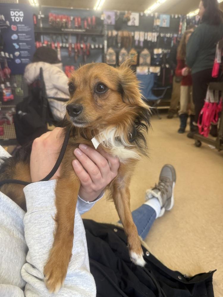 Enlarge Moochie, a Adoptable mixed breed in Middletown, CT image 1/6