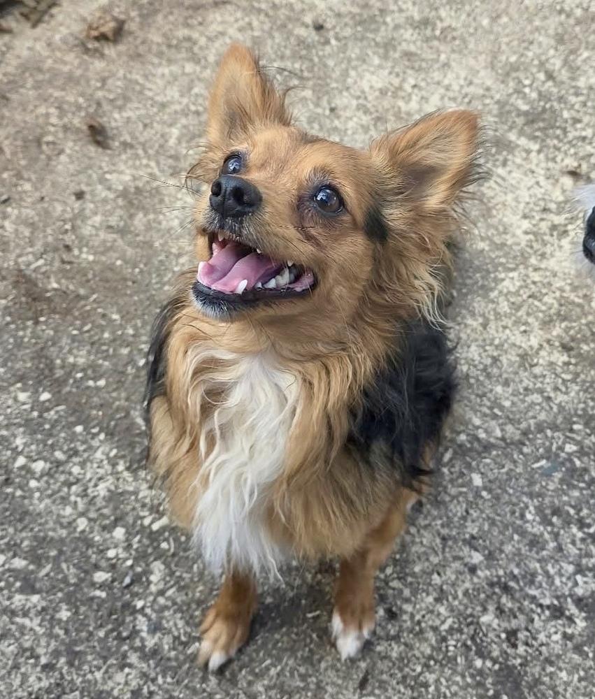 Enlarge Moochie, a Adoptable mixed breed in Middletown, CT image 2/6