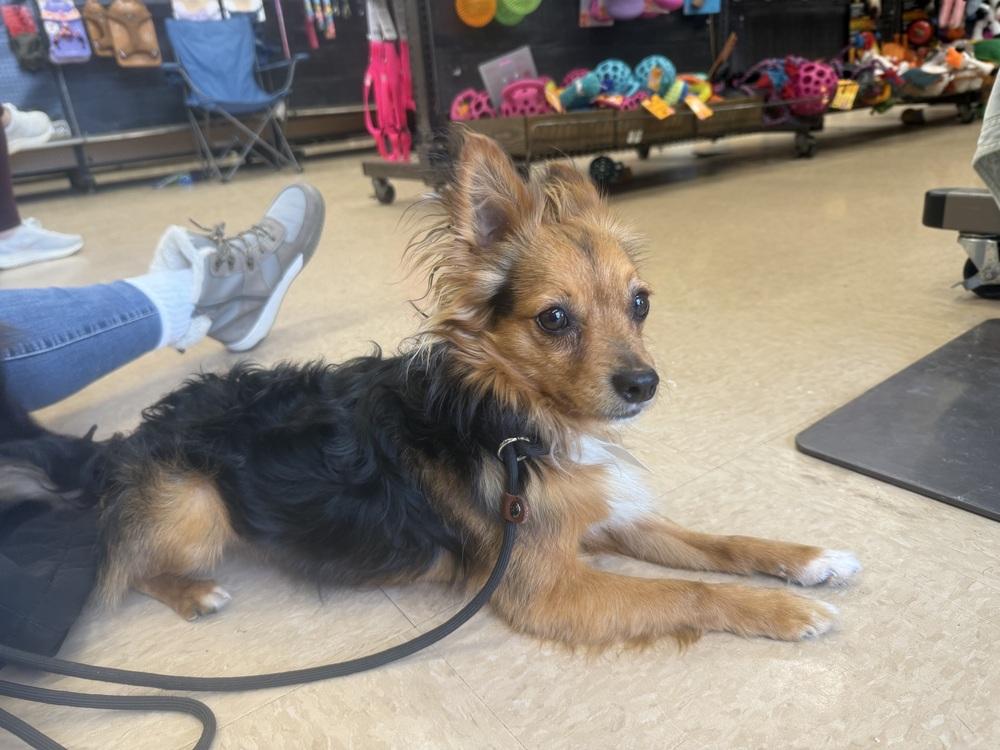 Enlarge Moochie, a Adoptable mixed breed in Middletown, CT image 3/6