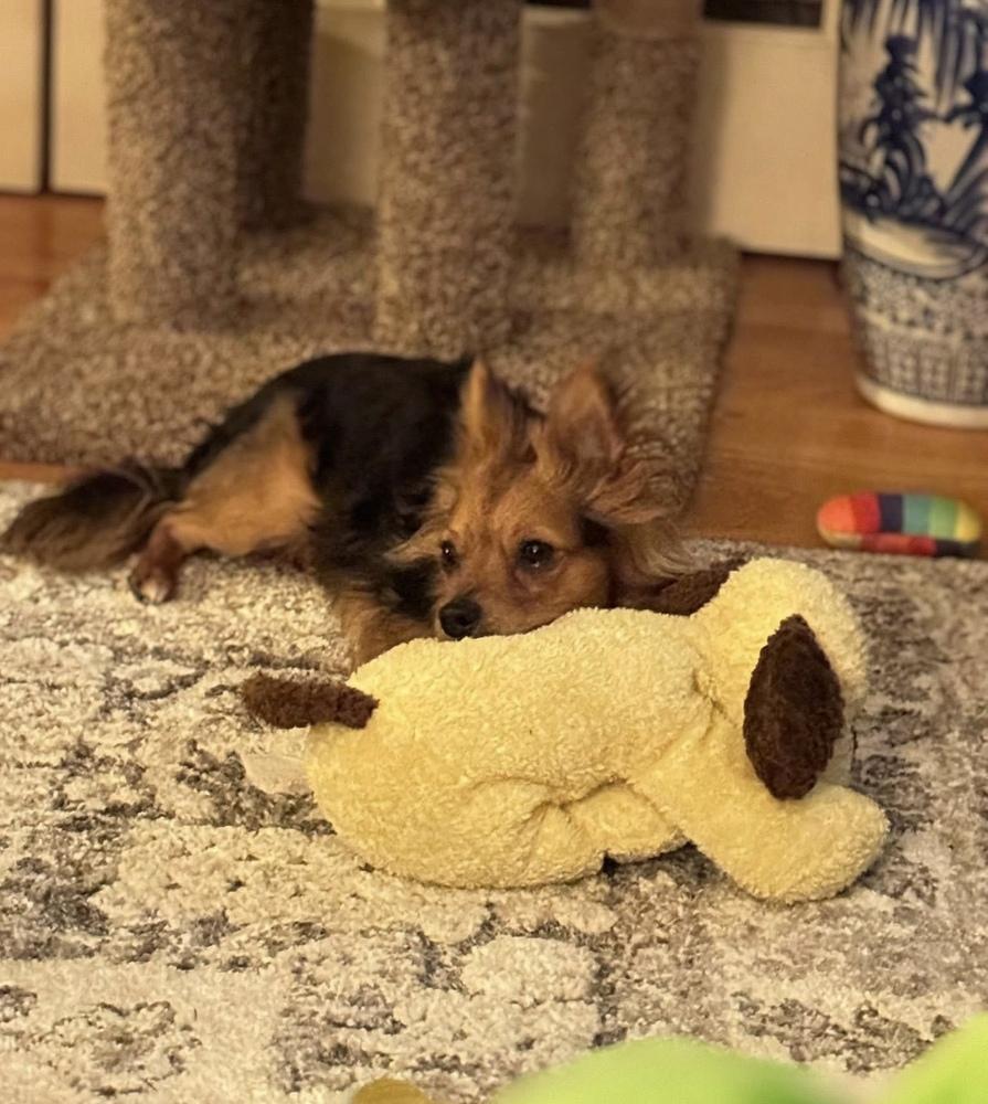 Enlarge Moochie, a Adoptable mixed breed in Middletown, CT image 2/6