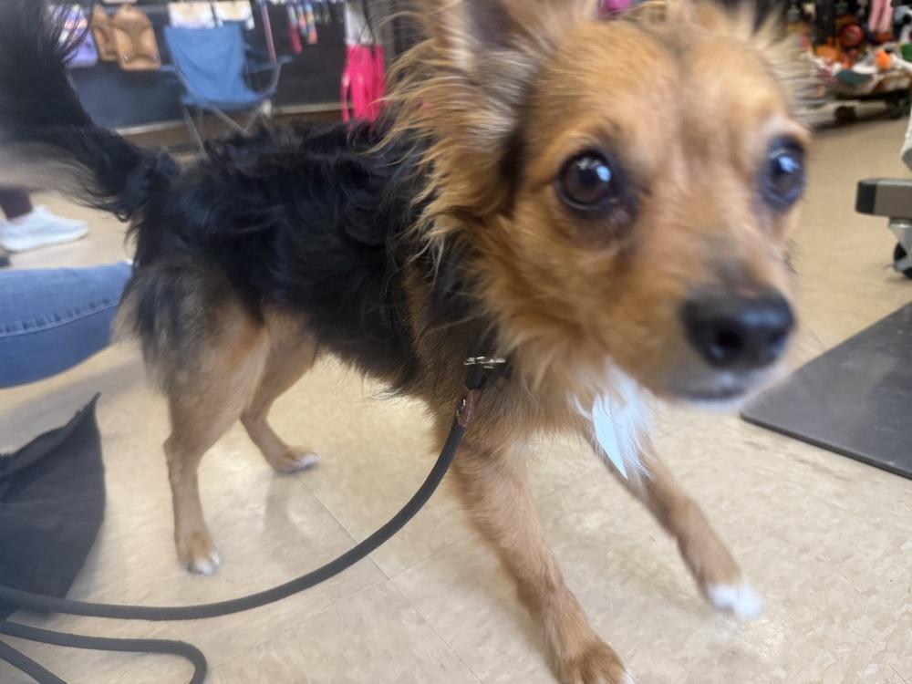 Enlarge Moochie, a Adoptable mixed breed in Middletown, CT image 4/6