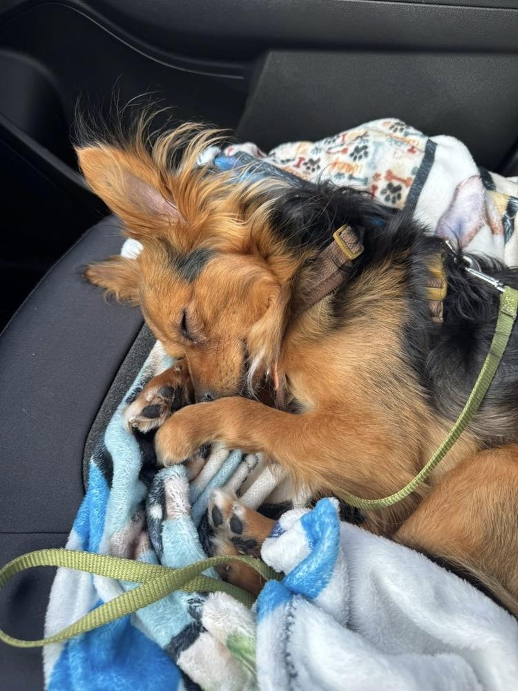 Enlarge Moochie, a Adoptable mixed breed in Middletown, CT image 3/6