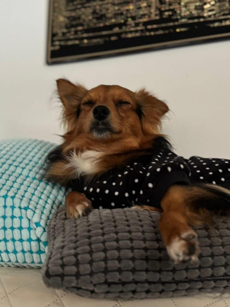 Enlarge Moochie, a Adoptable mixed breed in Middletown, CT image 4/6