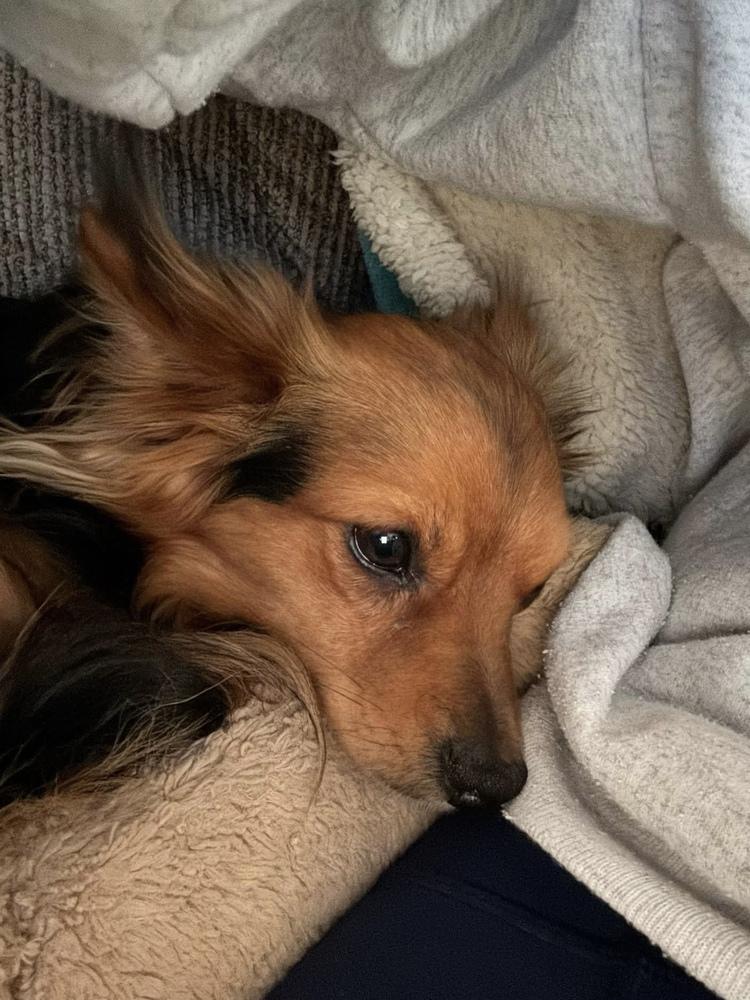 Enlarge Moochie, a Adoptable mixed breed in Middletown, CT image 5/6