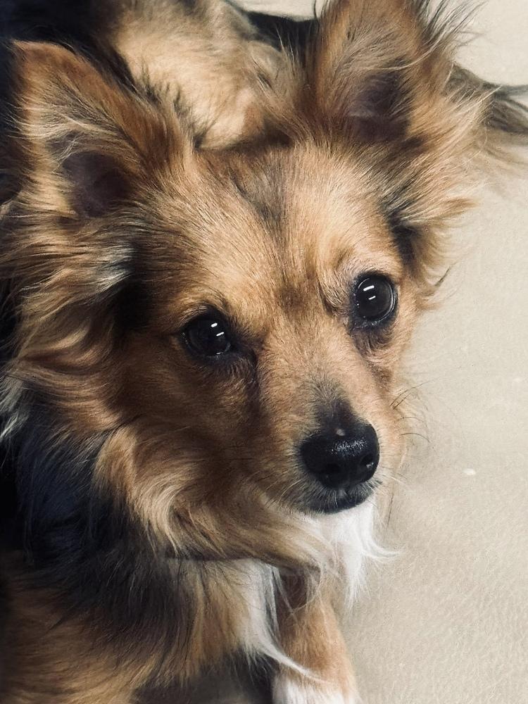 Enlarge Moochie, a Adoptable mixed breed in Middletown, CT image 6/6