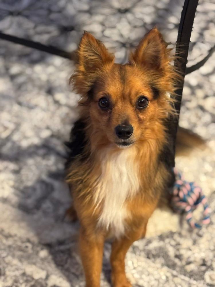 Enlarge Moochie, a Adoptable mixed breed in Middletown, CT image 5/6