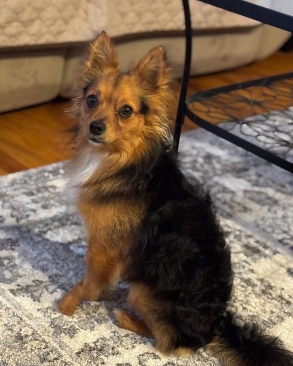 Enlarge Moochie, a Adoptable mixed breed in Middletown, CT image 6/6