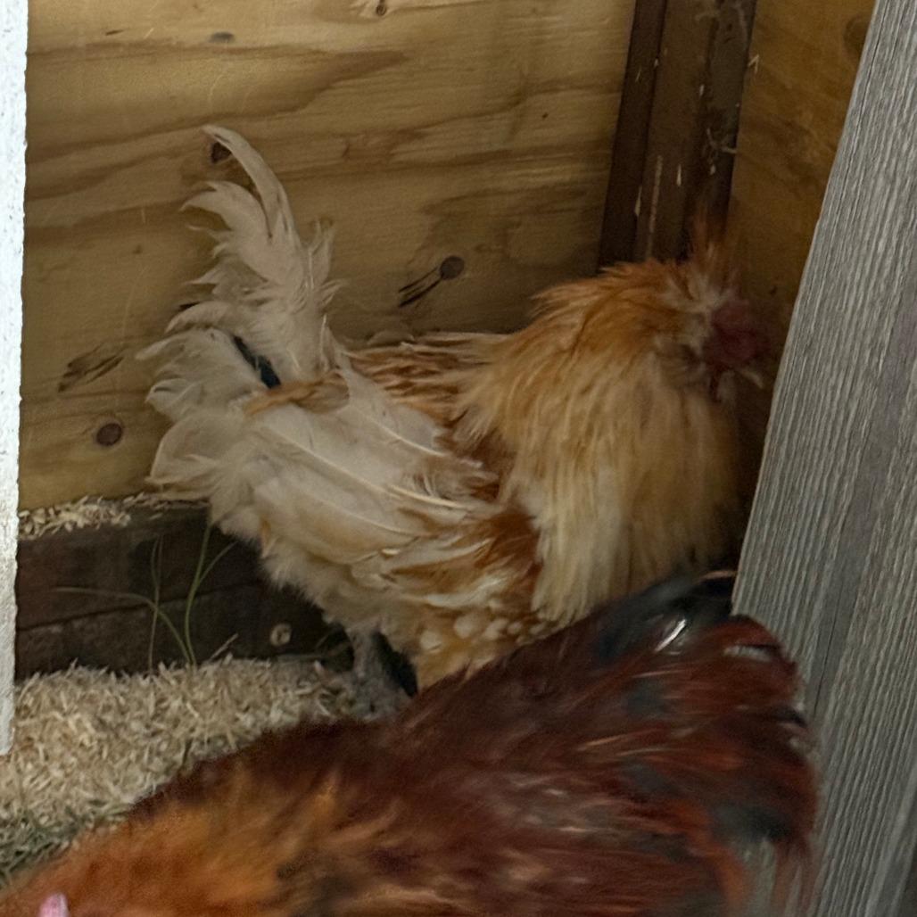 Enlarge Rocco, a Adoptable Chicken in Cheyenne, WY image 1/1
