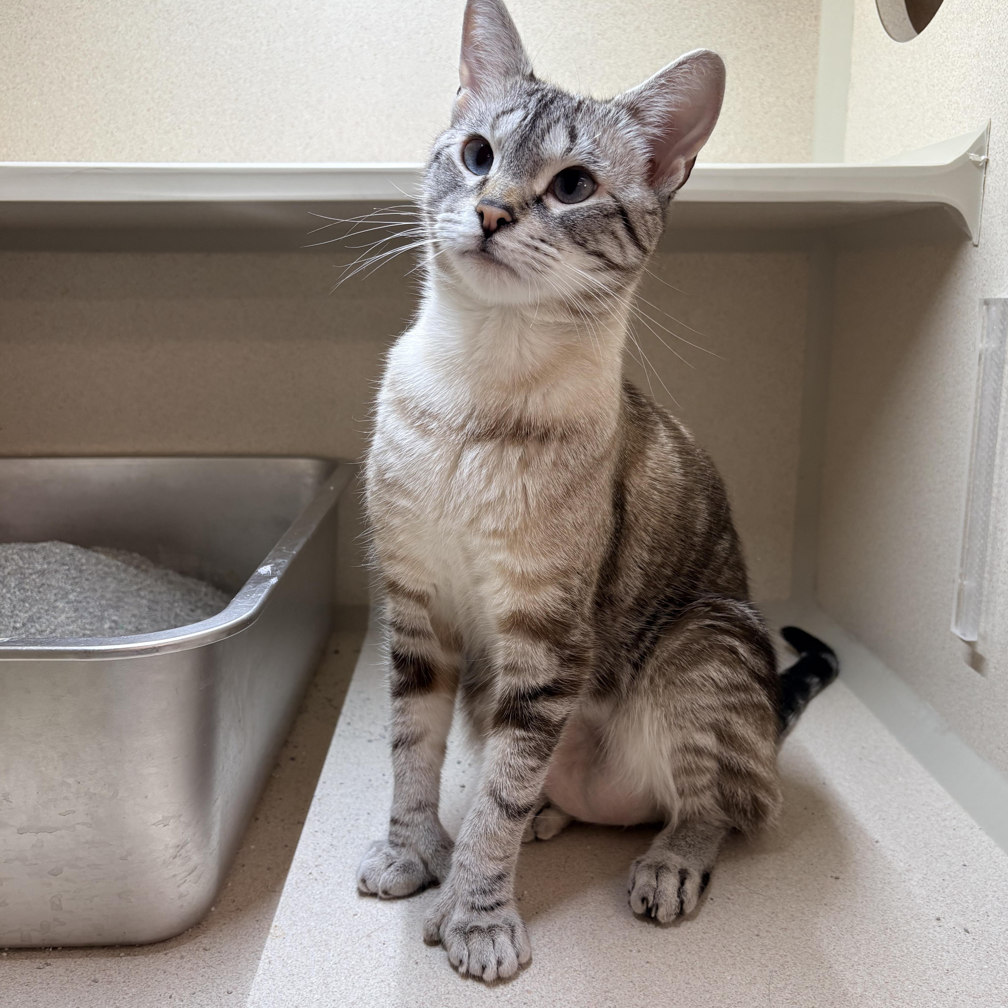 Poppy, adopted, Young Female Extra-Toes Cat / Hemingway Polydactyl.
