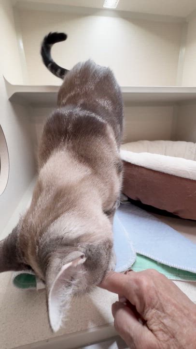 Enlarge Poppy, an adopted Extra-Toes Cat / Hemingway Polydactyl in Quincy, CA video 2/3