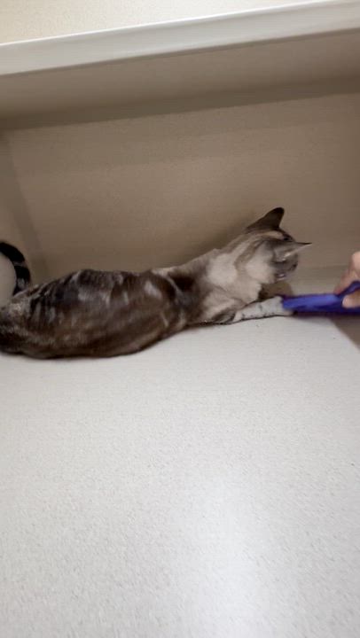 Enlarge Poppy, an adopted Extra-Toes Cat / Hemingway Polydactyl in Quincy, CA video 3/3