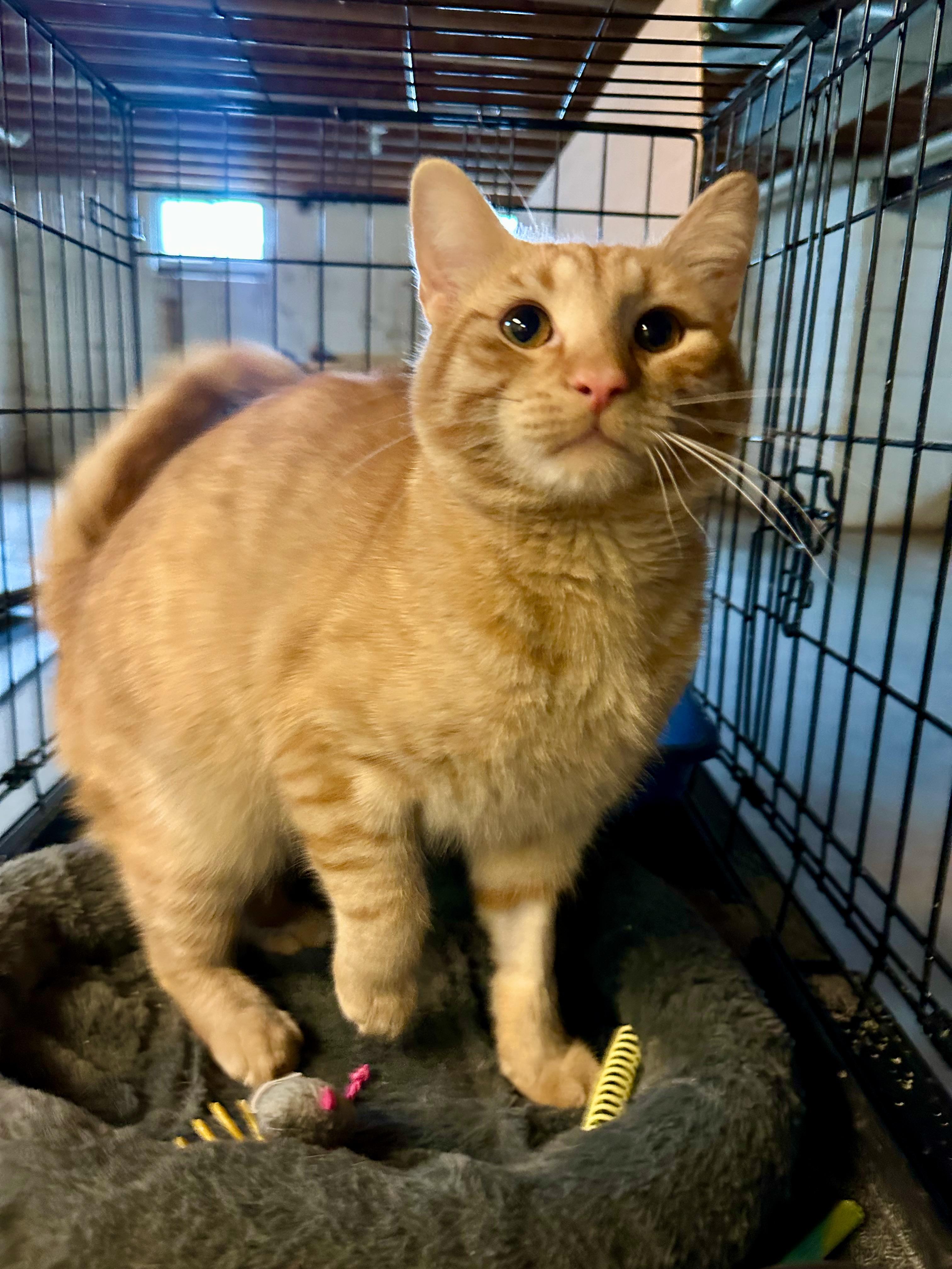 Enlarge Toby, a Adopted Domestic Short Hair in Cincinnati , OH image 2/6