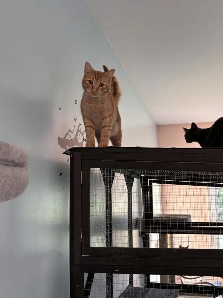 Enlarge Toby, a Adopted Domestic Short Hair in Cincinnati , OH image 6/6